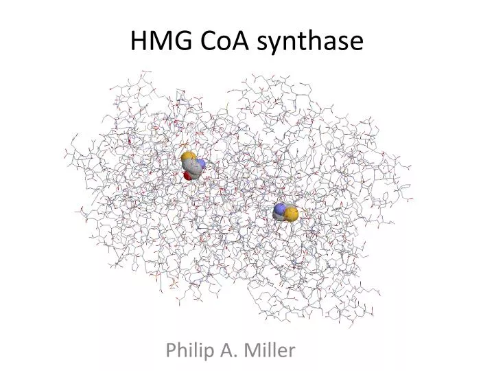 hmg coa synthase