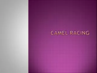 Camel racing