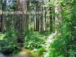 Temperate Rainforest