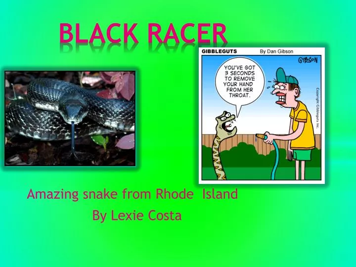 black racer