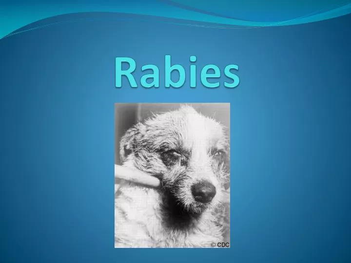 rabies