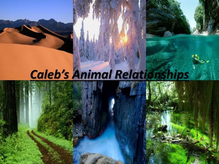 caleb s animal relationships