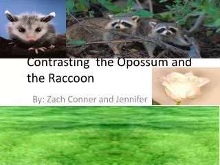 Contrasting the Opossum and the Raccoon