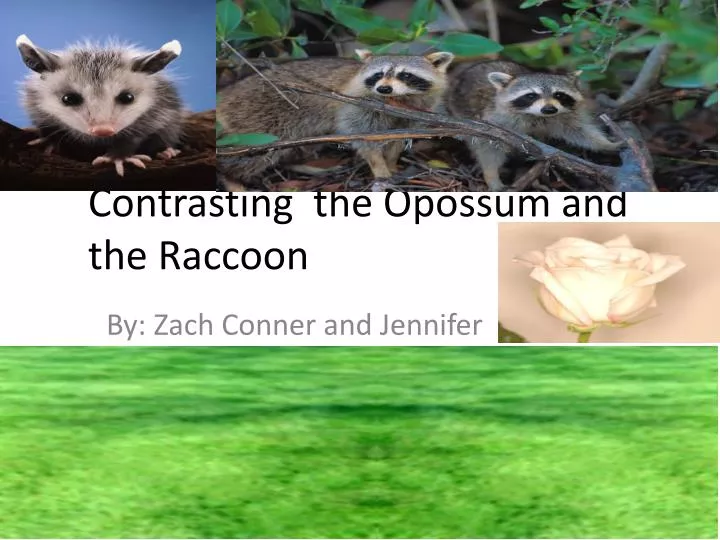 contrasting the opossum and the raccoon