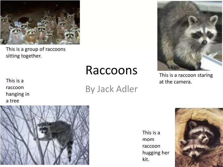 raccoons