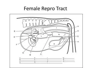 female repro tract