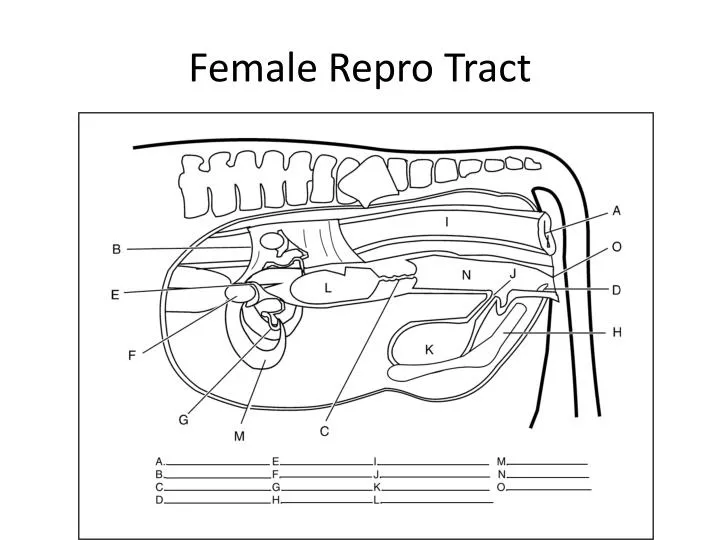 female repro tract