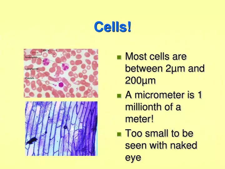 cells