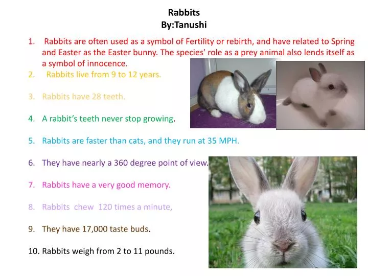 rabbits by tanushi
