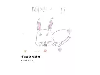 All about Rabbits