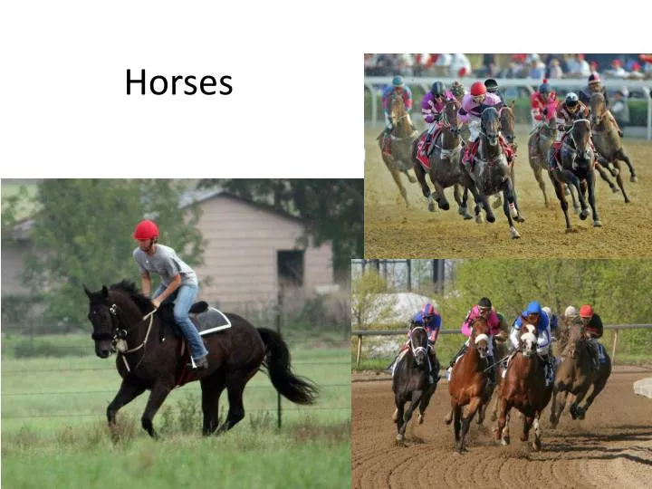 horses