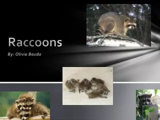 Raccoons