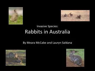 Invasive Species: Rabbits in Australia