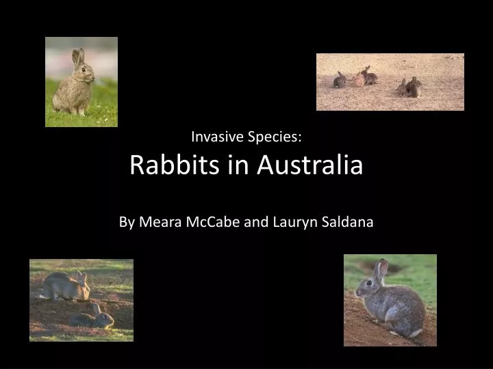 invasive species rabbits in australia
