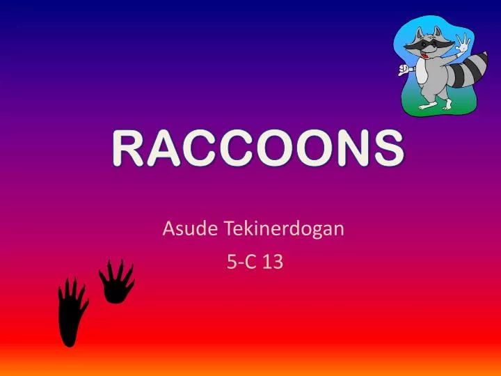 raccoons