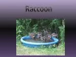 Raccoon - slide 1