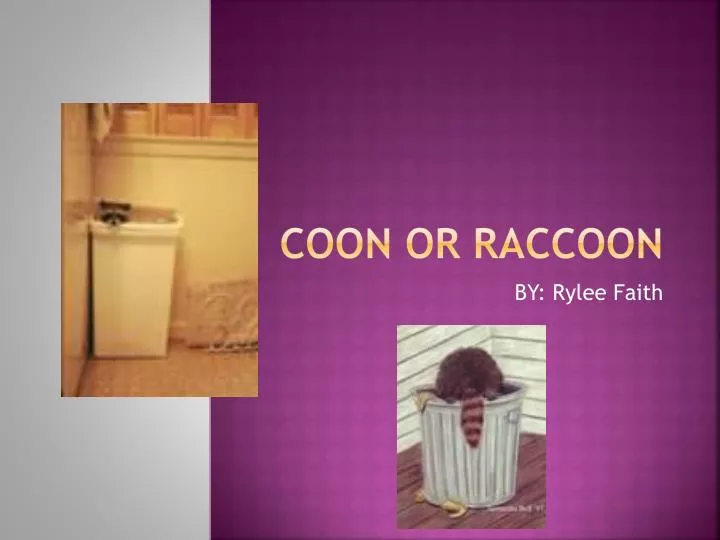 coon or raccoon