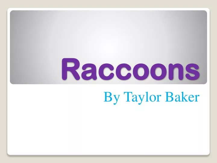 raccoons