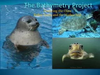 The Bathymetry Project