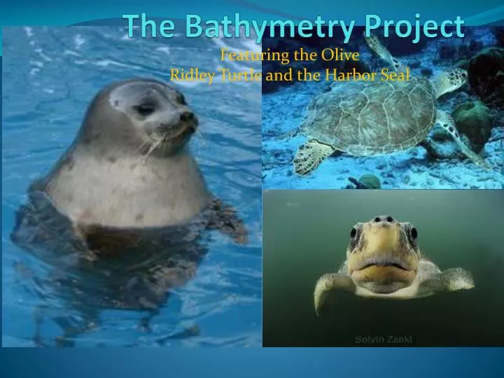the bathymetry project