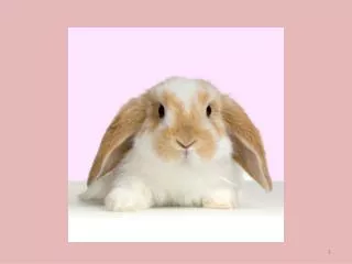 Rabbits can make good pets. They also often eat flowers and vegetables from gardens and farms.