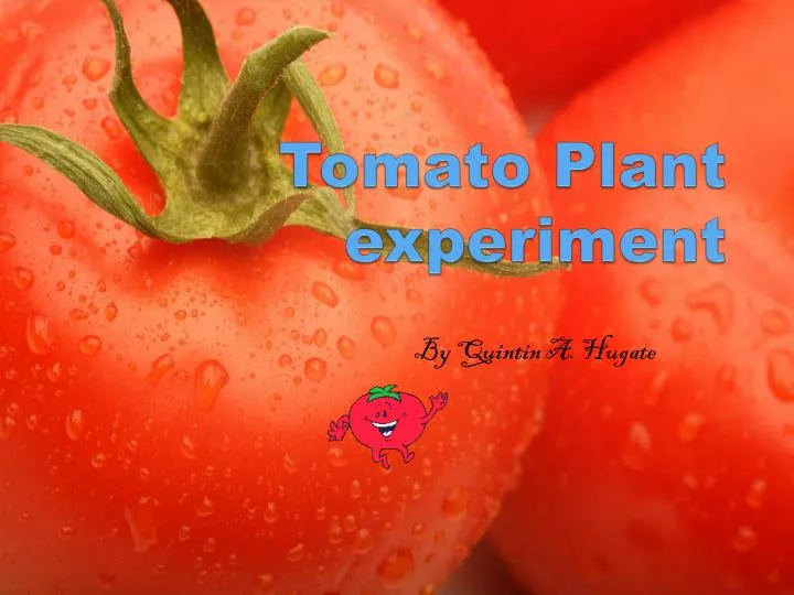 tomato plant experiment
