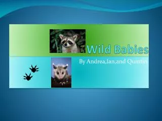 Wild Babies