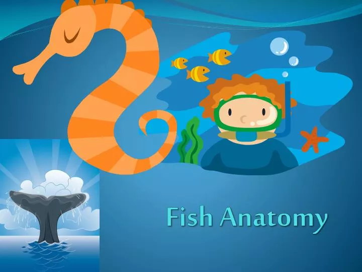 fish anatomy