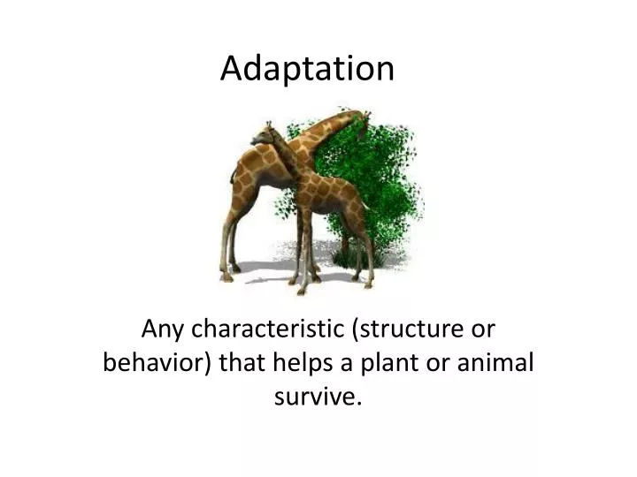adaptation