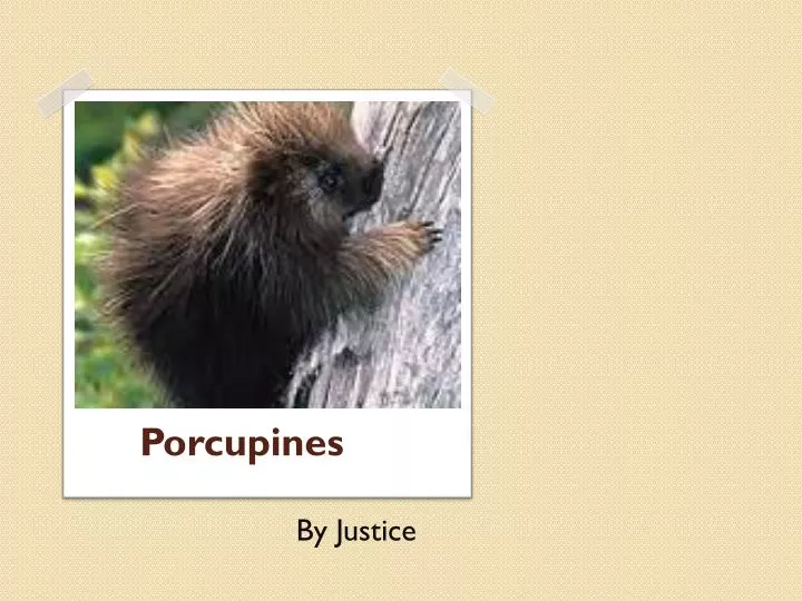 porcupines