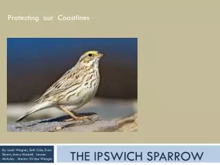 The Ipswich sparrow