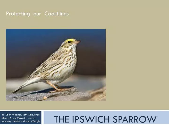the ipswich sparrow
