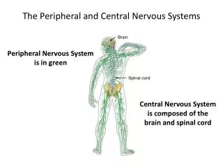 The Peripheral and C entral N ervous S ystems