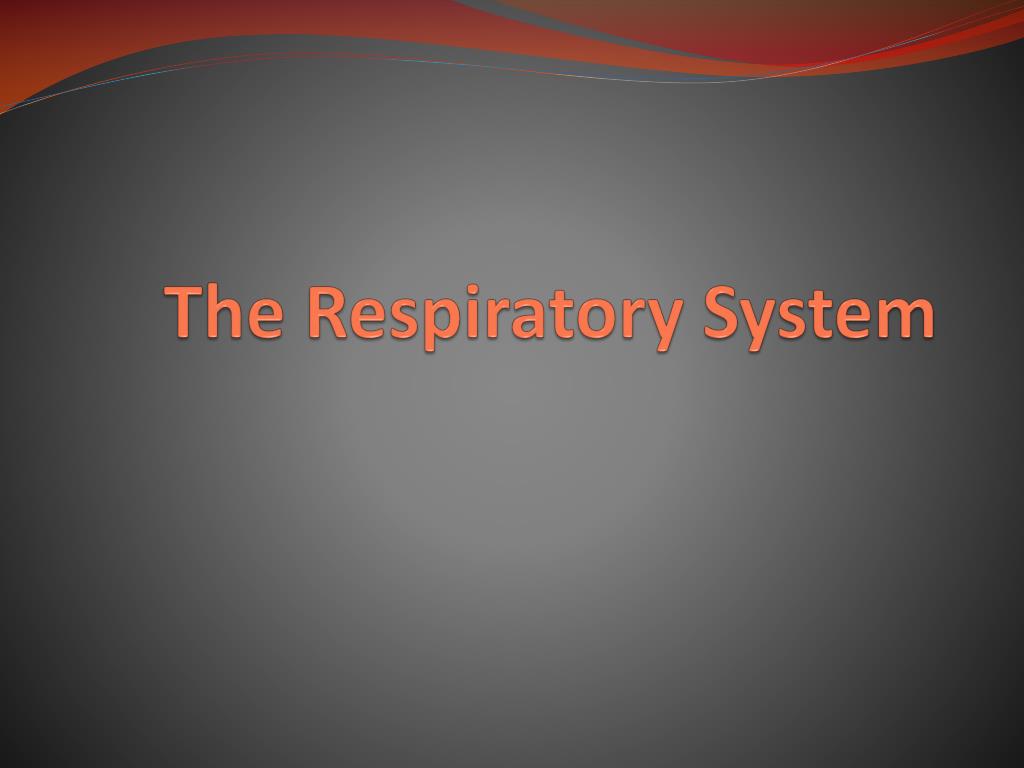 PPT - The Respiratory System PowerPoint Presentation, free download ...