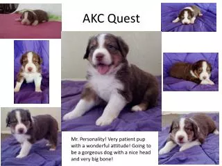AKC Quest
