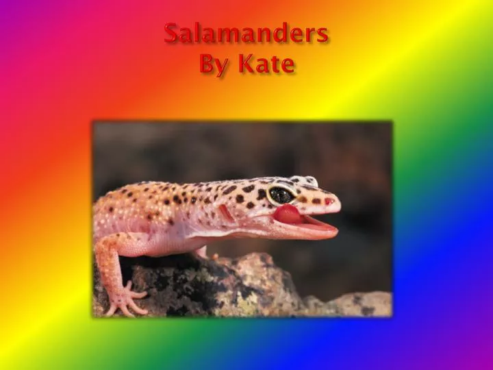 salamanders by kate