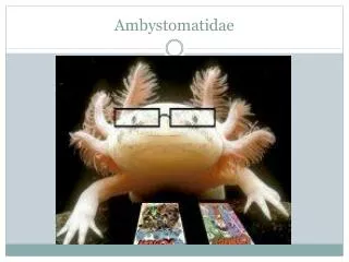 Ambystomatidae