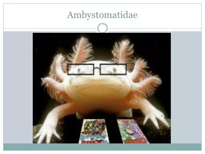 ambystomatidae