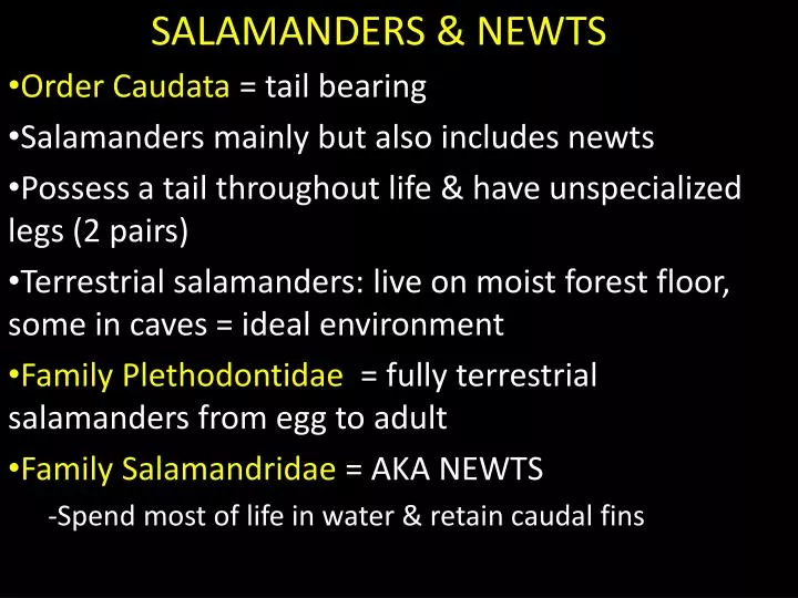 salamanders newts