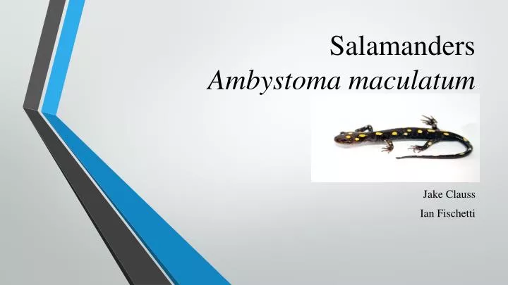 salamanders ambystoma maculatum