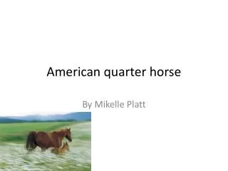 American quarter horse