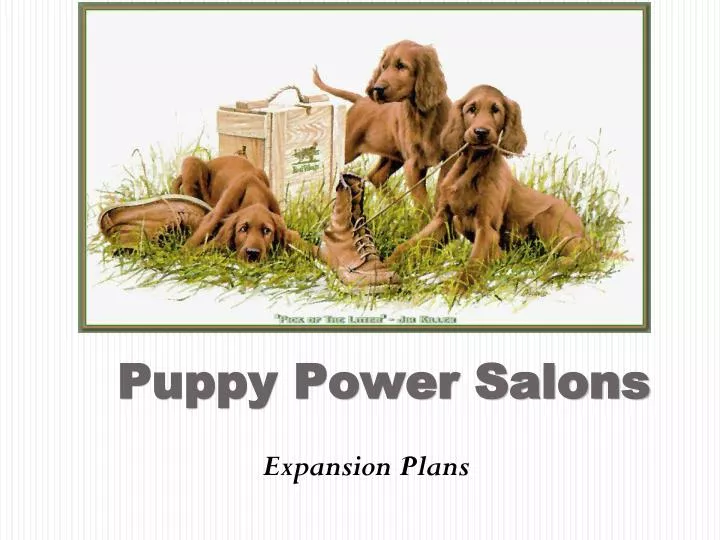 puppy power salons