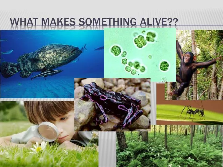 what makes something alive