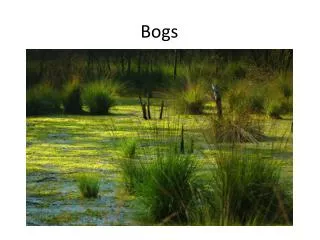 Bogs