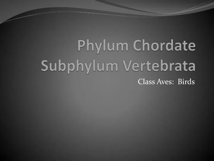 phylum chordate subphylum vertebrata