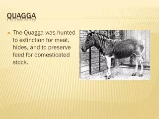 Quagga