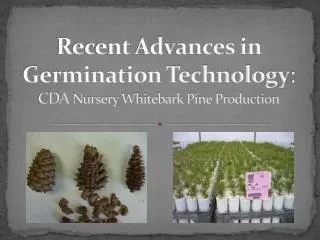 Recent Advances in Germination Technology : CDA Nursery Whitebark Pine Production
