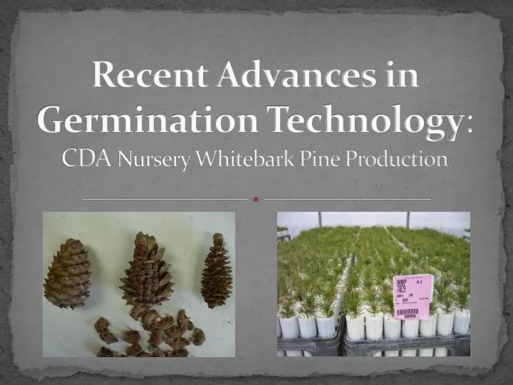 recent advances in germination technology cda nursery whitebark pine production