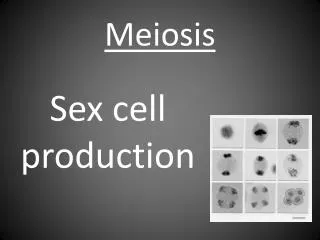 Meiosis