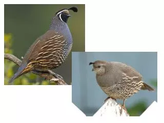 California Quail